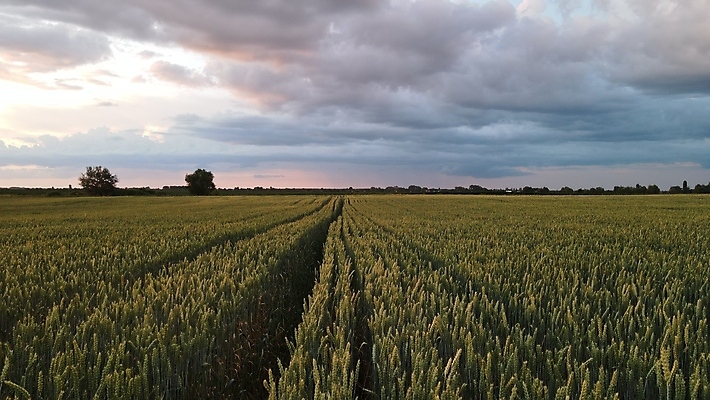 포토 JPG 해외이미지 나무 식물 계절 산업 음식 빵 줄기 컬러 백그라운드 밭 농업 일러스트 자연 하늘 날씨 건조 건강 사람없음 야외 농작물 햇빛 태양 뷰티 농장 노란색 마을 일몰 수확 성장 흰색 시골 신선 황금 낟알 시리얼 밀 보리 밭일 호밀 세련 해외202309 해외포토 자연요소 곡류 노을 생태계 파일형식