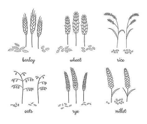 EPS 해외이미지 식물 손 디자인 계절 음식 줄기 백그라운드 잎 농업 일러스트 텍스트 자연 밥 씨앗 여름 농작물 세트 농장 식사 수확 흰색 시골 낙서 낟알 스케치 시리얼 밀 수집 심볼 그림 유기농 보리 윤곽 고립 수수 옛날 호밀 벡터 귀리 해외202309 해외일러스트 웰빙 산업 컬러 곡류 미술 신체부위 생태계 파일형식