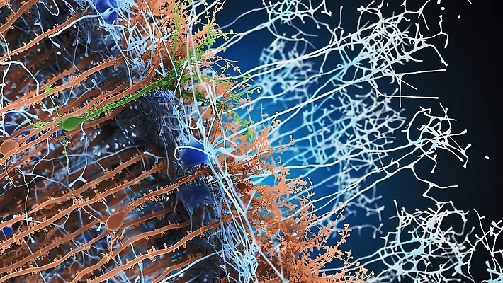 포토 JPG 해외이미지 과학 백그라운드 해부 상상 세포 사람없음 신체부위 컴퓨터그래픽 그래픽 약 3D 건강관리 바이러스 확대 집중 뇌 생물학 만들기 미생물 자궁 방광 단백질 브레인스토밍 해외202309 해외포토 교육 컨셉 의학 모션 생물 건강 관리 사람 장기_의학 비뇨기관 디지털합성 영양소 파일형식