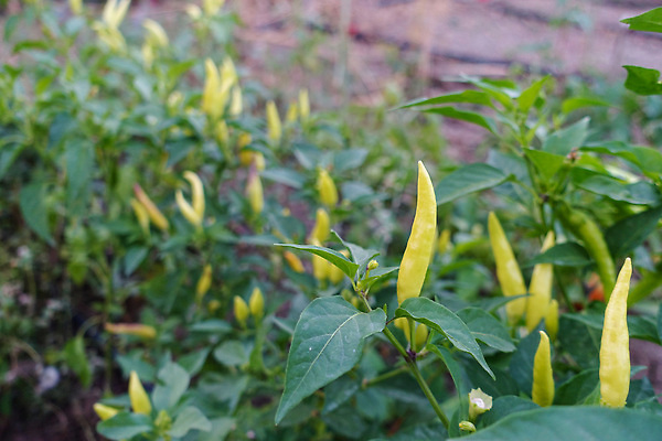 포토 JPG 해외이미지 식물 음식 백그라운드 잎 농업 채소 재료 자연 고추 파프리카 건강 사람없음 초록색 정원 수확 성장 신선 뜨거움 유기농 원예 후추 해외202309 해외포토 웰빙 산업 컬러 취미 향신료 생태계 파일형식