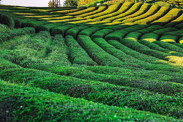 포토 JPG 해외이미지 백그라운드 잎 밭 사람없음 초록색 농장 맑음 신선 녹차 유기농 해외202309 해외포토 식물 웰빙 컬러 농업 날씨 차_음료 파일형식