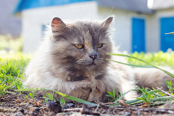 포토 JPG 해외이미지 동물 응시 얼굴 컬러 백그라운드 포유류 자연 영국 털 실내 앉기 사람없음 초록색 파란색 반려동물 뷰티 갈색 머리 귀여움 검은색 고양이 회색 흰색 DNA 작음 모피 솜털 장애 거짓말 기르기 돌봄 시베리아 유전 순혈 해외202309 해외포토 시선 유럽 컨셉 모션 내부 신체부위 생명공학 크기 생태계 파일형식