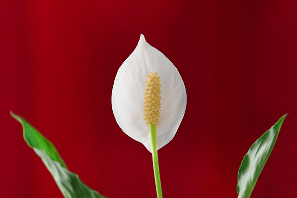 포토 JPG 해외이미지 식물 디자인 계절 꽃잎 꽃 줄기 컬러 꽃다발 결혼 백그라운드 잎 꽃무늬 일러스트 자연 선물 사람없음 장식 초록색 뷰티 노란색 정원 봄 낭만 벚꽃 흰색 신선 신용카드 개화 우아함 순수 초대 내추럴 고립 이국적 취급주의 칼라꽃 해외202309 해외일러스트 컨셉 무늬 경고 이벤트 금융 생태계 파일형식