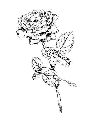 EPS 해외이미지 식물 디자인 꽃잎 꽃 선 줄기 꽃다발 백그라운드 잎 꽃무늬 일러스트 자연 흑백 발렌타인데이 선물 사랑 장식 빨간색 세트 뷰티 장미 정원 검은색 봄 낭만 수확 벚꽃 흰색 우아함 스케치 문신 싱글 엽서 윤곽 초대 그런지 벡터 현실 해외202309 해외일러스트 계절 감정 컬러 컨셉 무늬 농업 데이이벤트 촬영기법 미술 편지 생태계 파일형식