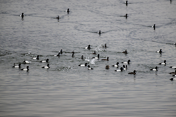 포토 JPG 해외이미지 동물 실루엣 야생동물 겨울 자연 갈매기 조류 하늘 사람없음 파란색 일몰 흰색 그룹 비둘기 거위 해외202309 해외포토 계절 컬러 촬영기법 노을 생태계 파일형식