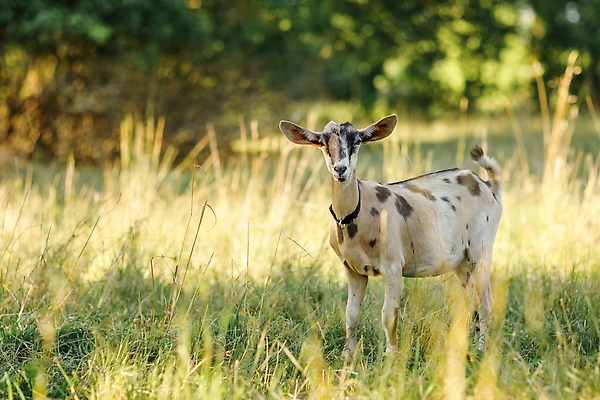 포토 JPG 해외이미지 동물 응시 여자 밭 농업 포유류 가정 자연 염소 털 서기 풍경 사람없음 야외 초록색 여름 햇빛 태양 농장 마을 가축 농촌 시골 소 황금 방목 호기심 유기농 귀 기르기 혼자 해외202309 해외포토 자연요소 웰빙 시선 계절 감정 산업 컬러 컨셉 모션 사람 신체부위 축산업 생태계 돌봄 파일형식