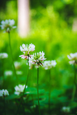 포토 JPG 해외이미지 나무 식물 디자인 계절 공원 꽃잎 꽃 분홍색 꽃다발 백그라운드 잎 꽃무늬 밭 자연 하늘 사람없음 야외 그래픽 장식 초록색 빛 컬러풀 햇빛 뷰티 노란색 정원 맑음 봄 성장 벚꽃 시골 개화 티켓 숲 허브 그림 내추럴 해외202309 해외포토 공공시설 컬러 무늬 농업 날씨 태양 생태계 파일형식