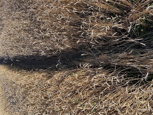포토 JPG 해외이미지 식물 디자인 실루엣 음식 빵 줄기 조각 백그라운드 밭 농업 공장 가정 옥수수 사람없음 여름 농작물 농장 마을 수확 황금 볏짚 낟알 자르기 시리얼 밀 심볼 보리 귀 밀가루 먼지 지역 밭일 채식주의자 호밀 귀리 해외202309 해외포토 계절 산업 공업 모션 곡류 촬영기법 신체부위 짚 가루 채식 파일형식