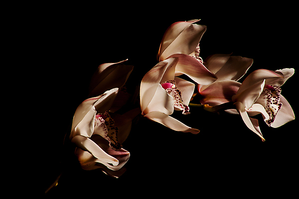 포토 JPG 해외이미지 식물 꽃잎 꽃 화초 줄기 분홍색 꽃다발 백그라운드 꽃무늬 자연 동양인 사람없음 장식 빨간색 뷰티 정원 봄 활발 낭만 벚꽃 나뭇가지 신선 난초 우아함 묘사 원예 내추럴 고립 이국적 히말라야 해외202309 해외포토 나무 계절 컬러 컨셉 무늬 인종 취미 생태계 파일형식 산맥