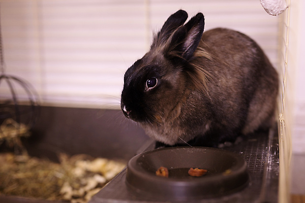 포토 JPG 해외이미지 한마리 포유류 실내 사람없음 반려동물 갈색 토끼 작음 먹이 케이지 해외202309 해외포토 반려용품 동물 1 컬러 내부 크기 오브젝트 파일형식