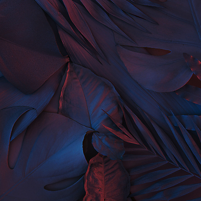 포토 JPG 해외이미지 나무 식물 디자인 여행 백그라운드 잎 꽃무늬 패턴 텍스트 자연 벽지 추상 휴가 아이디어 손바닥 그림자 미술 사람없음 장식 여름 파란색 빛 컬러풀 태양 우주 정원 보라색 검은색 어둠 봄 나뭇가지 신용카드 숲 질감 내추럴 이국적 파라다이스 파스텔톤 카피스페이스 미니멀 해외202309 해외포토 자연요소 손 계절 꽃 컬러 컨셉 무늬 문화예술 금융 공백 생태계 파일형식