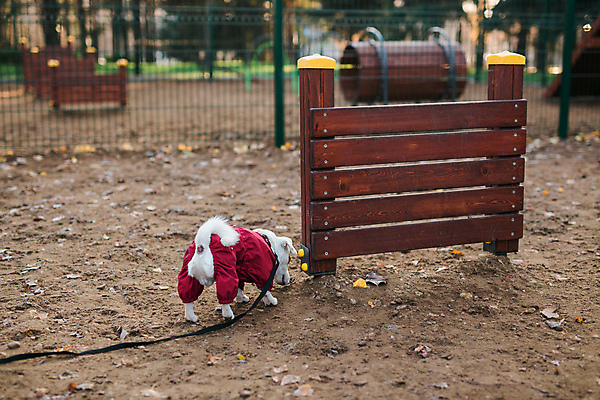 포토 JPG 해외이미지 주간 한마리 공원 반려견 낙엽 벤치 사람없음 야외 반려동물 흙 산책 강아지 목줄 잭러셀테리어 해외202309 해외포토 자연요소 동물 1 공공시설 잎 의자 휴식 개 테리어 파일형식 반려용품