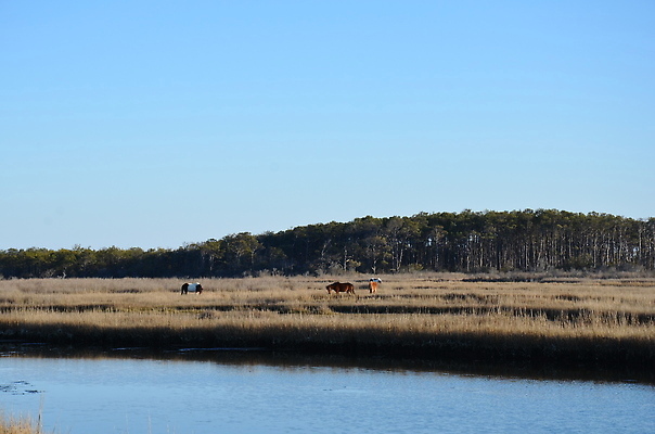 포토 JPG 해외이미지 식물 동물 호수 야생동물 바다 자연 하늘 잔디 사람없음 야외 물 강 갈색 연못 습지 해외202309 해외포토 자연요소 컬러 생태계 파일형식