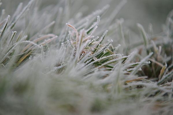 포토 JPG 해외이미지 식물 백그라운드 자연 아침 잔디 사람없음 야외 초록색 환경 냉동 추위 흰색 닫기 해외202309 해외포토 주간 컬러 모션 생태계 파일형식
