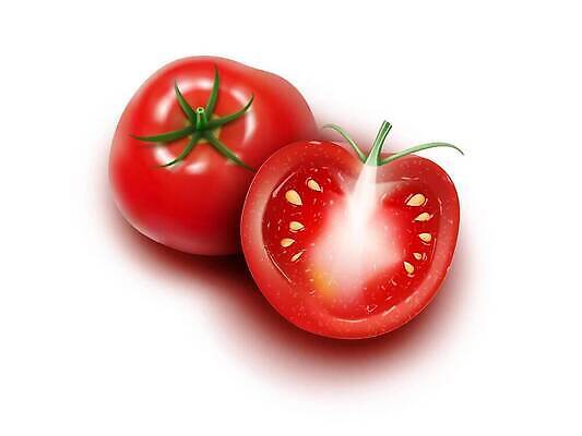 EPS 해외이미지 음식 컬러 조각 백그라운드 토마토 채소 일러스트 실내 건강 그림자 빨간색 흰색 신선 먹기 싱글 슬라이스 비타민 내추럴 고립 채식주의자 벡터 현실 맛있는 해외202309 해외일러스트 모션 내부 채식 영양소 파일형식