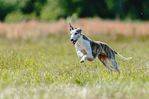 포토 JPG 해외이미지 동물 공원 행복 스포츠 셔츠 밭 포유류 모션 자연 놀이 건강 사람없음 야외 초록색 달리기 햇빛 뷰티 우주 정원 맑음 점프 검은색 경쟁 에너지 레이싱 잡기 개 유혹 강의 테리어 속도 호기심 사냥 사냥개 섬광 순간 순혈 해외202309 해외포토 공공시설 감정 컬러 컨셉 상의 농업 날씨 시합 태양 생태계 파일형식