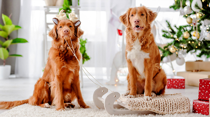 포토 JPG 해외이미지 크리스마스 두마리 겨울 사람없음 장식 추위 리트리버 강아지 보케 썰매 루돌프머리띠 오너먼트 해외202309 해외포토 계절 기념일 크리스마스장식 2 반려동물 머리띠 개 파일형식