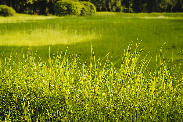 포토 JPG 해외이미지 나무 식물 공원 아시아 음식 백그라운드 잎 농업 태국 자연 하늘 밥 프레임 동양인 잔디 사람없음 야외 초록색 빛 농작물 햇빛 태양 뷰티 농장 환경 정원 맑음 봄 성장 시골 신선 오픈 숲 낟알 유기농 내추럴 논밭 밭일 생태학 해외202309 해외포토 자연요소 웰빙 계절 공공시설 교육 나라 산업 컬러 밭 날씨 논 인종 생태계 파일형식