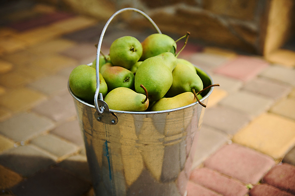 포토 JPG 해외이미지 농업 자연 디저트 사람없음 여름 금속 정원 수확 성장 가을 농촌 시골 신선 닫기 달콤 맛 과수원 수집 환경보전 유기농 원예 날것 비타민 건강식 숙성 영양분 원예사 정물화 채식주의자 카피스페이스 비건 맛있는 해외202309 해외포토 직업 웰빙 계절 산업 음식 컨셉 모션 재질 취미 공백 사회이슈 그림 생태계 채식 영양소 파일형식