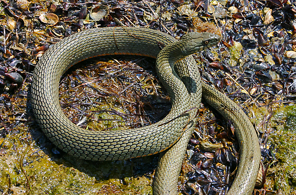 포토 JPG 해외이미지 동물 유럽 야생동물 백그라운드 파충류 자연 사람없음 초록색 물 갈색 뱀 해조류 피부 주사위 육식동물 사냥꾼 내추럴 동물상 해외202309 해외포토 자연요소 직업 나라 컬러 신체부위 조형물 해양식물 생태계 파일형식
