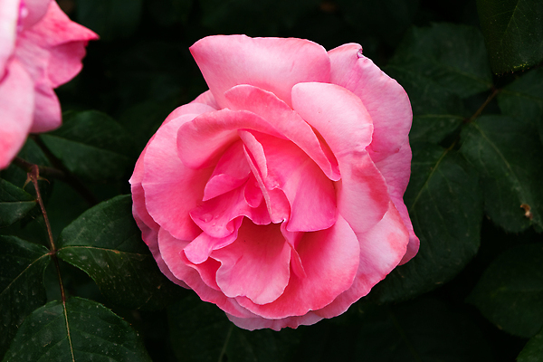 포토 JPG 해외이미지 식물 디자인 여자 기념일 꽃잎 꽃 분홍색 컬러 꽃다발 결혼 백그라운드 잎 꽃무늬 자연 휴가 발렌타인데이 선물 사랑 미술 사람없음 장식 빨간색 초록색 컬러풀 뷰티 장미 노란색 정원 봄 낭만 수확 벚꽃 흰색 축하 신선 신용카드 질감 내추럴 고립 해외202309 해외포토 계절 감정 컨셉 무늬 농업 데이이벤트 문화예술 사람 이벤트 금융 생태계 파일형식