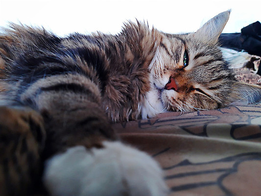 포토 JPG 해외이미지 동물 백그라운드 장난 포유류 털 사람없음 그래픽 여름 반려동물 뷰티 머리 고양이 봄 회색 잠 입 저녁 모피 그림 코 귀 육식동물 주둥이 기르기 해외202309 해외포토 계절 컬러 신체부위 야간 돌봄 파일형식