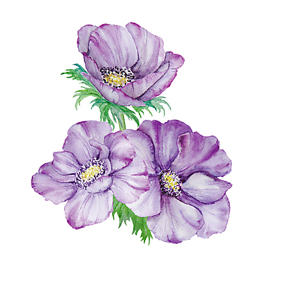 JPG 해외이미지 잎 일러스트 사람없음 장식 보라색 우아함 아네모네 엘리먼트 해외202309 해외일러스트 식물 꽃 컬러 컨셉 파일형식