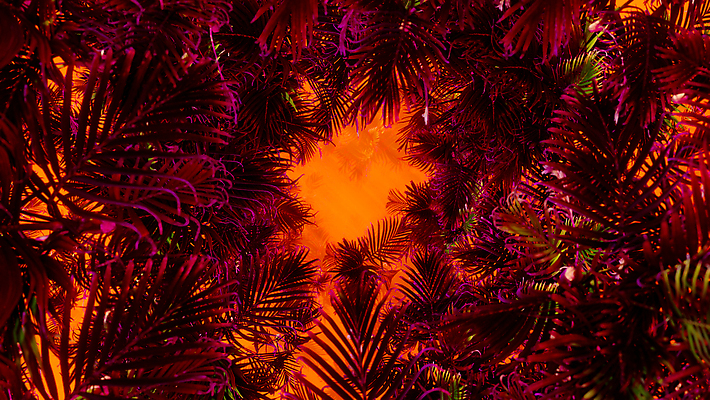 포토 JPG 해외이미지 식물 꽃 화초 야생동물 여행 백그라운드 잎 패턴 오렌지 벽지 휴가 수채화 주택 손바닥 풍경 사람없음 장식 여름 컬러풀 뷰티 유행 3D 환경 정원 보라색 수확 나뭇가지 신선 숲 열대우림 천 복고 하와이 상록수 구성 엘리먼트 파라다이스 히비스커스 그리너리 미니멀 해외202309 해외포토 나무 동물 손 계절 컬러 무늬 농업 과일 건물 미국 직물 디지털합성 파일형식 트랜드컬러