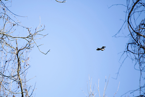 포토 JPG 해외이미지 동물 척추동물 야생동물 과학 백그라운드 날개 자연 조류 하늘 아침 생물 사람없음 야외 뷰티 갈색 환경 회색 다양 흰색 비행 선탠 깃털 비둘기 애도 철새 동물상 뒤뜰 생태학 해외202309 해외포토 주간 교육 컬러 다수 조형물 생태계 파일형식