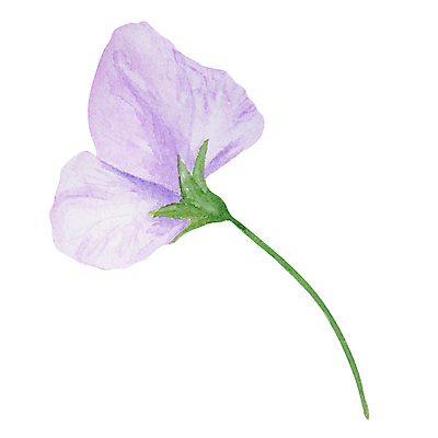 JPG 해외이미지 잎 일러스트 사람없음 장식 보라색 우아함 엘리먼트 해외202309 해외일러스트 식물 컬러 컨셉 파일형식