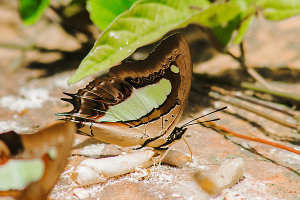 포토 JPG 해외이미지 동물 야생동물 컬러 과학 나비 곤충 백그라운드 잎 자연 벽지 무척추동물 안테나 사람없음 야외 가로 초록색 파란색 컬러풀 햇빛 뷰티 노란색 머리 귀여움 검은색 흰색 벌레 큼 수분 마임 생물학 발견 내추럴 고립 동물상 해외202309 해외포토 식물 교육 컨셉 통신 신체부위 태양 조형물 크기 생태계 파일형식