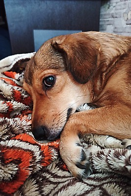 포토 JPG 해외이미지 응시 쿠션 사람없음 반려동물 눕기 귀여움 이불 강아지 안락 해외202309 해외포토 동물 시선 컨셉 침구 모션 개 파일형식