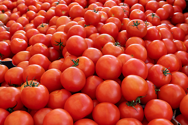 포토 JPG 해외이미지 음식 백그라운드 농업 다이어트 토마토 채소 과일 재료 잉글랜드 건강 사람없음 빨간색 초록색 농작물 쌓기 수확 신선 그룹 시장 닫기 농부 주식 유기농 날것 숙성 식용 채식주의자 많음 세련 해외202309 해외포토 직업 웰빙 산업 컬러 컨셉 모션 영국 금융 채식 파일형식