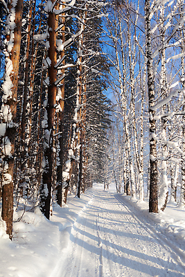 포토 JPG 해외이미지 나무 길 겨울 자연 사람없음 야외 눈 숲 가로수 해외202309 해외포토 자연요소 식물 계절 날씨 생태계 파일형식