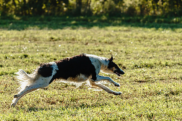 포토 JPG 해외이미지 동물 1 공원 감정 스포츠 밭 모션 놀이 건강 사람없음 야외 초록색 반려동물 달리기 뷰티 걷기 정원 점프 경쟁 에너지 게임 시골 레이싱 잡기 개 유혹 속도 사냥 송곳니 기르기 전력질주 챔피언 순혈 해외202309 해외포토 공공시설 컬러 컨셉 농업 포유류 시합 치아 돌봄 파일형식