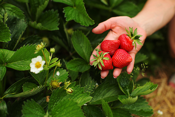 포토 JPG 해외이미지 식물 손 계절 여자 열매 어린이 음식 잎 밭 농업 다이어트 채소 과일 자연 딸기 디저트 건강 사람 사람없음 빨간색 초록색 농장 정원 활발 흰색 신선 잡기 달콤 맛 아침식사 농부 수집 먹기 주기 유기농 원예 내추럴 숙성 채식주의자 해외202309 해외포토 직업 웰빙 산업 컬러 컨셉 모션 취미 신체부위 식사 생태계 채식 파일형식