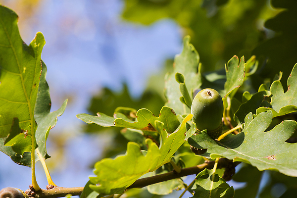 포토 JPG 해외이미지 나무 식물 계절 공원 백그라운드 단풍 잎 농업 자연 씨앗 풍경 사람없음 야외 목재 초록색 여름 컬러풀 뷰티 갈색 견과류 가을 나뭇가지 신선 숲 9월 묘사 오브젝트 유기농 질감 생물학 도토리 내추럴 바이오 디테일 해외202309 해외포토 웰빙 공공시설 교육 산업 컬러 재료 날짜 생태계 파일형식