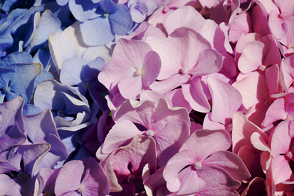 포토 JPG 해외이미지 식물 꽃 분홍색 컬러 꽃다발 결혼 백그라운드 꽃무늬 패턴 자연 휴가 기념 프레임 발렌타인데이 사랑 미술 사람없음 장식 초록색 파란색 빛 뷰티 장미 유행 정원 보라색 봄 낭만 수확 흰색 신선 신용카드 이슬 6월 다발 제비꽃 질감 초대 부드러움 덮기 수국 파스텔톤 해외202309 해외포토 계절 감정 컨셉 무늬 농업 모션 데이이벤트 문화예술 이벤트 금융 감각 날짜 생태계 파일형식