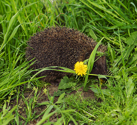 포토 JPG 해외이미지 동물 유럽 얼굴 야생동물 백그라운드 겨울 포유류 자연 영국 생물 풍경 사람없음 야외 가로 여름 반려동물 정원 봄 가을 못 바늘 가시 보호 설치류 숲 작음 주둥이 서식지 고슴도치 내추럴 삼림지대 생태학 해외202309 해외포토 멸종위기종 계절 교육 나라 컨셉 신체부위 도구 공구 크기 생태계 파일형식