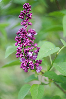 포토 JPG 해외이미지 식물 계절 꽃잎 꽃 분홍색 컬러 꽃다발 백그라운드 꽃무늬 자연 탁자 아침 휴가 주택 사람없음 야외 뷰티 정원 보라색 봄 낭만 벚꽃 흰색 나뭇가지 신선 개화 소프트포커스 5월 다발 제비꽃 원예 에스프레소 라일락 내추럴 플랫레이 해외202309 해외포토 주간 나무 커피 가구 컨셉 무늬 촬영기법 취미 건물 날짜 플랫 생태계 파일형식