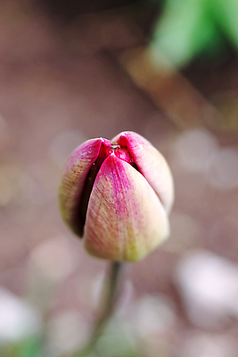 포토 JPG 해외이미지 식물 1 꽃 백그라운드 잎 꽃무늬 자연 사람없음 가로 세로 초록색 여름 컬러풀 뷰티 노란색 새싹 정원 봄 튤립 벚꽃 신선 5월 싱글 내추럴 해외202309 해외포토 계절 컬러 무늬 날짜 생태계 파일형식