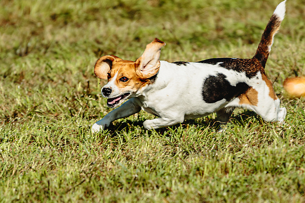 포토 JPG 해외이미지 동물 1 공원 감정 스포츠 밭 모션 놀이 건강 사람없음 야외 초록색 반려동물 달리기 뷰티 걷기 정원 점프 경쟁 에너지 게임 시골 레이싱 잡기 개 유혹 속도 사냥 송곳니 기르기 전력질주 챔피언 순혈 해외202309 해외포토 공공시설 컬러 컨셉 농업 포유류 시합 치아 돌봄 파일형식