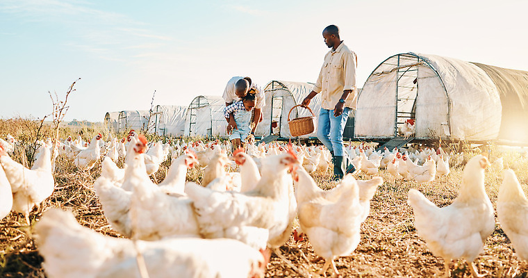 포토 JPG 해외이미지 주간 전신 라이프스타일 여자 남자 어린이 여러마리 안기 들기 성인 야외 옆모습 세명 농장 바구니 닭 축산업 농부 비닐하우스 전원생활 양계장 해외202309 해외포토 자연요소 직업 산업 뷰포인트 다수 농업 모션 조류 사람 생활 파일형식