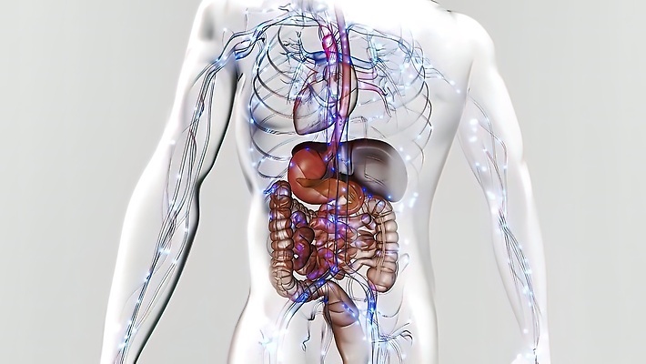 포토 JPG 해외이미지 교육 음식 과학 신체 해부 추상 건강 병원 사람 사람없음 파란색 학습 고통 환자 광선 오픈 오르간 질병 작음 큼 먹기 뇌 생물학 간 외과 광 해외202309 해외포토 감정 컬러 무늬 의학 모션 장기_의학 건반악기 크기 파일형식