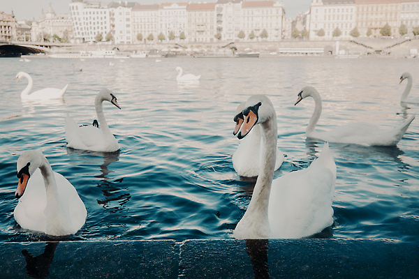 포토 JPG 해외이미지 동물 여자 남자 호수 야생동물 백그라운드 2 가족 자연 조류 친절 사랑 성인 사람없음 물 파란색 강 뷰티 반사 환경 정원 흰색 연못 우아함 닫기 큼 자르기 깃털 경계 부리 백조 새장 내추럴 고립 혼자 완전 해외202309 해외포토 자연요소 감정 컬러 컨셉 관계 모션 사람 크기 생태계 케이지 파일형식