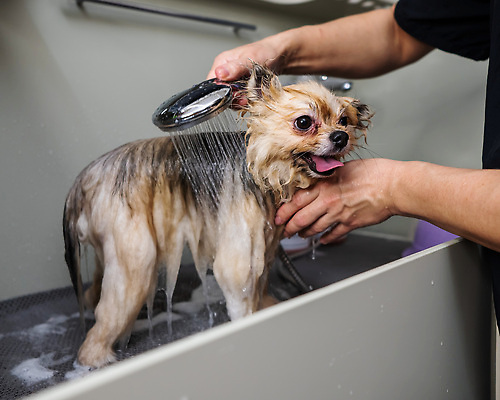 포토 JPG 해외이미지 손 신체부위 뷰티 귀여움 목욕 젖음 이발 샤워기 포메라니안 해외202309 해외포토 컨셉 사람 청결 개 파일형식