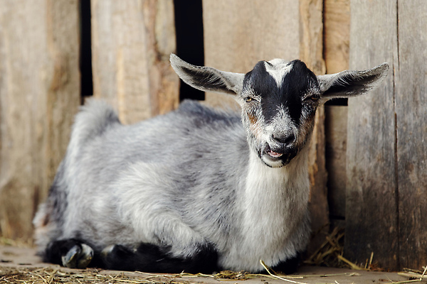 포토 JPG 해외이미지 동물 응시 얼굴 어린이 포유류 사람없음 야외 농장 머리 귀여움 가축 봄 회색 시골 작음 모피 귀 하품 밀짚 외양간 거짓말 해외202309 해외포토 시선 계절 컬러 컨셉 농업 사람 신체부위 짚 크기 생리현상 파일형식