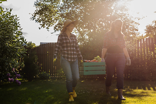 포토 JPG 해외이미지 식물 라이프스타일 여자 행복 산업 음식 농업 토마토 채소 비즈니스 사업가 방울토마토 자연 노동자 건강 두명 농작물 상자 뷰티 농가 농장 정원 봄 수확 성장 시골 신선 잡기 업무 농부 과수원 유기농 원예 주인 내추럴 매각 숙성 온실 원예사 비건 해외202309 해외포토 직업 웰빙 계절 감정 모션 사람 취미 생활 작업 생태계 채식주의자 파일형식