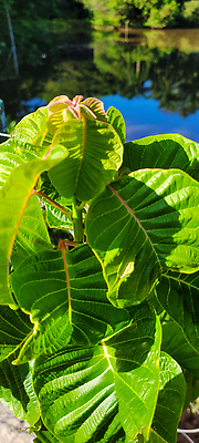 포토 JPG 해외이미지 나무 식물 공원 꽃 백그라운드 잎 패턴 가족 자연 벽지 새로움 종류 사람없음 야외 장식 초록색 뷰티 환경 정원 봄 나뭇가지 신선 칼 닫기 호주 은색 숲 심볼 질감 브라질 내추럴 양치류 해외202309 해외포토 계절 공공시설 컬러 컨셉 무늬 관계 모션 남아메리카 오세아니아 생태계 파일형식