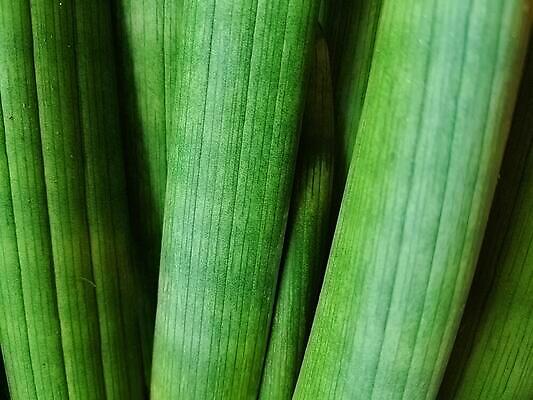 포토 JPG 해외이미지 식물 잎 사람없음 목재 초록색 원자재 해외202309 해외포토 나무 컬러 재료 파일형식